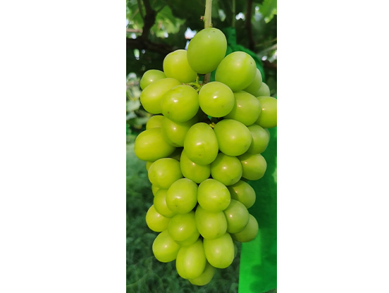 141